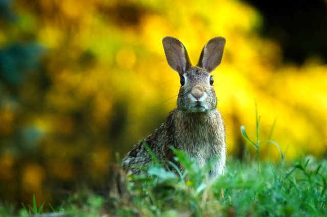DSÖ araştırıyor: Virüs tavşanlardan mı bulaştı?