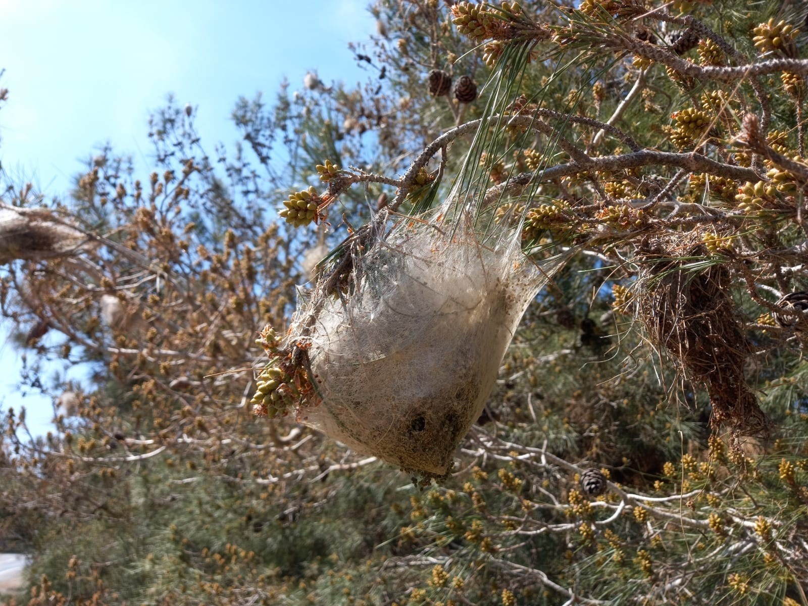 Biyologlar Derneği:Çam kese böceğine karşı havadan ilaçlama yapılmazsa geri dönüşü olmayan tahribat yaşanacak