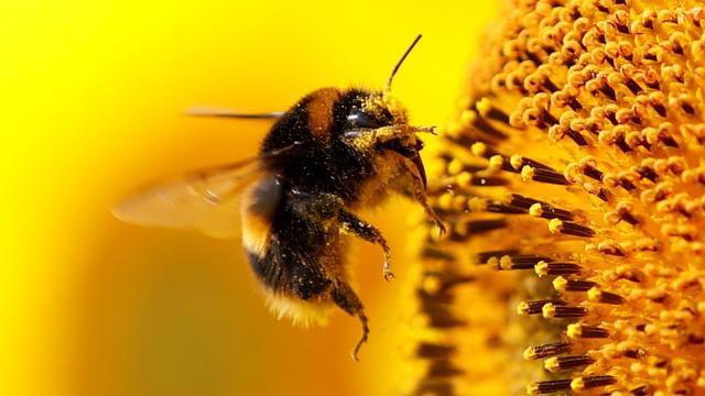 Araştırma: Yaban arıları, deneyimli arıları izleyerek bulmaca çözmeyi öğreniyor
