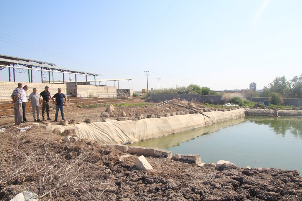 Gazimağusa Belediyesi Atık Su Arıtma Tesisi’nden çıkan suyla üretilen mısırlar hasat edildi