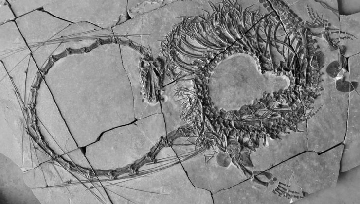 Bilim insanları, 240 milyon yıllık “ejderhanın” bütün haldeki fosilini buldu